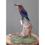 A Lilac-breasted Roller mounted on a branch