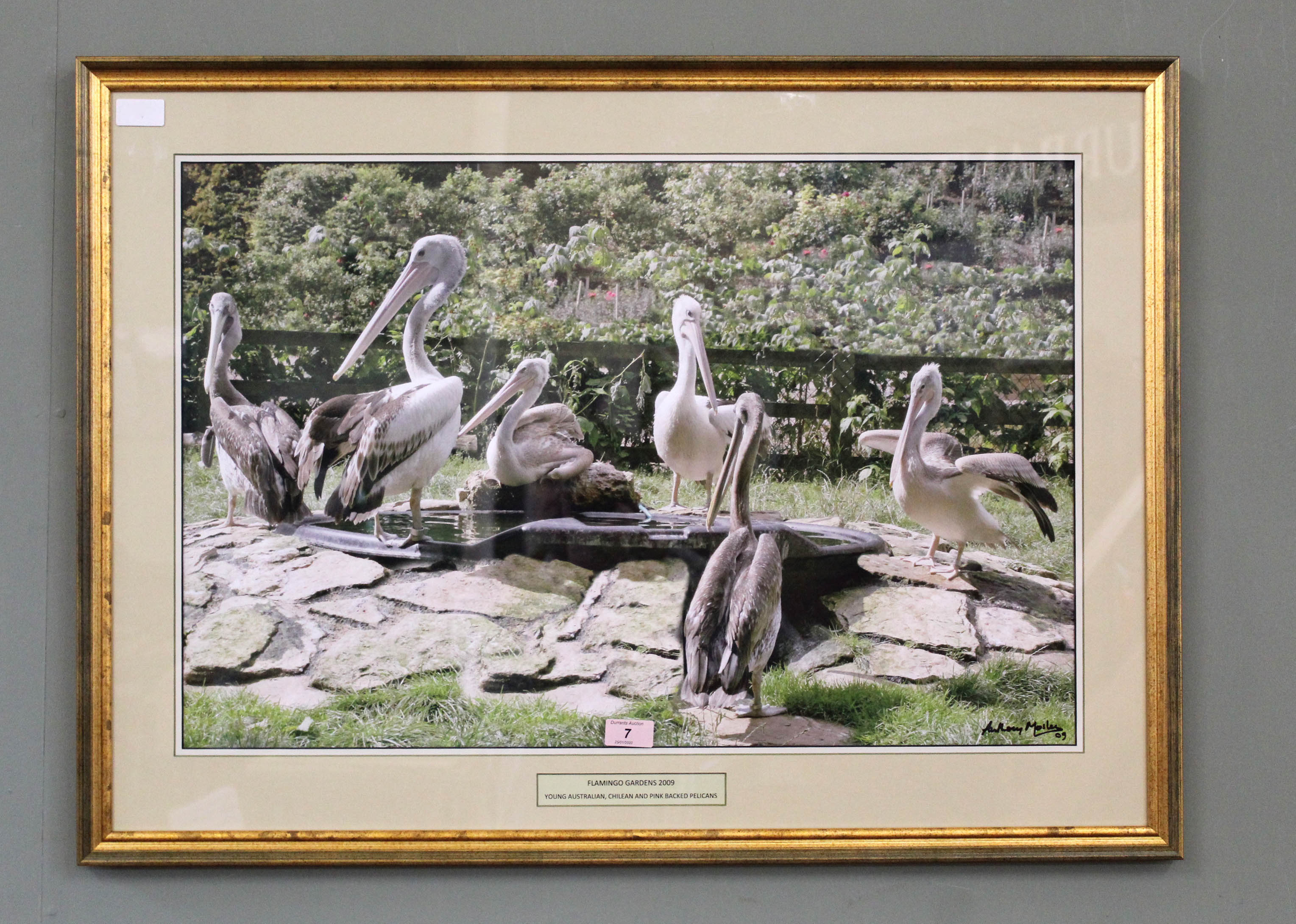 A set of framed photographs of Australian, Chilean and Pink-backed Pelicans,