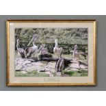 A set of framed photographs of Australian, Chilean and Pink-backed Pelicans,