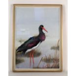 Philip Rickman (1891-1982) watercolour of a Black Stork,