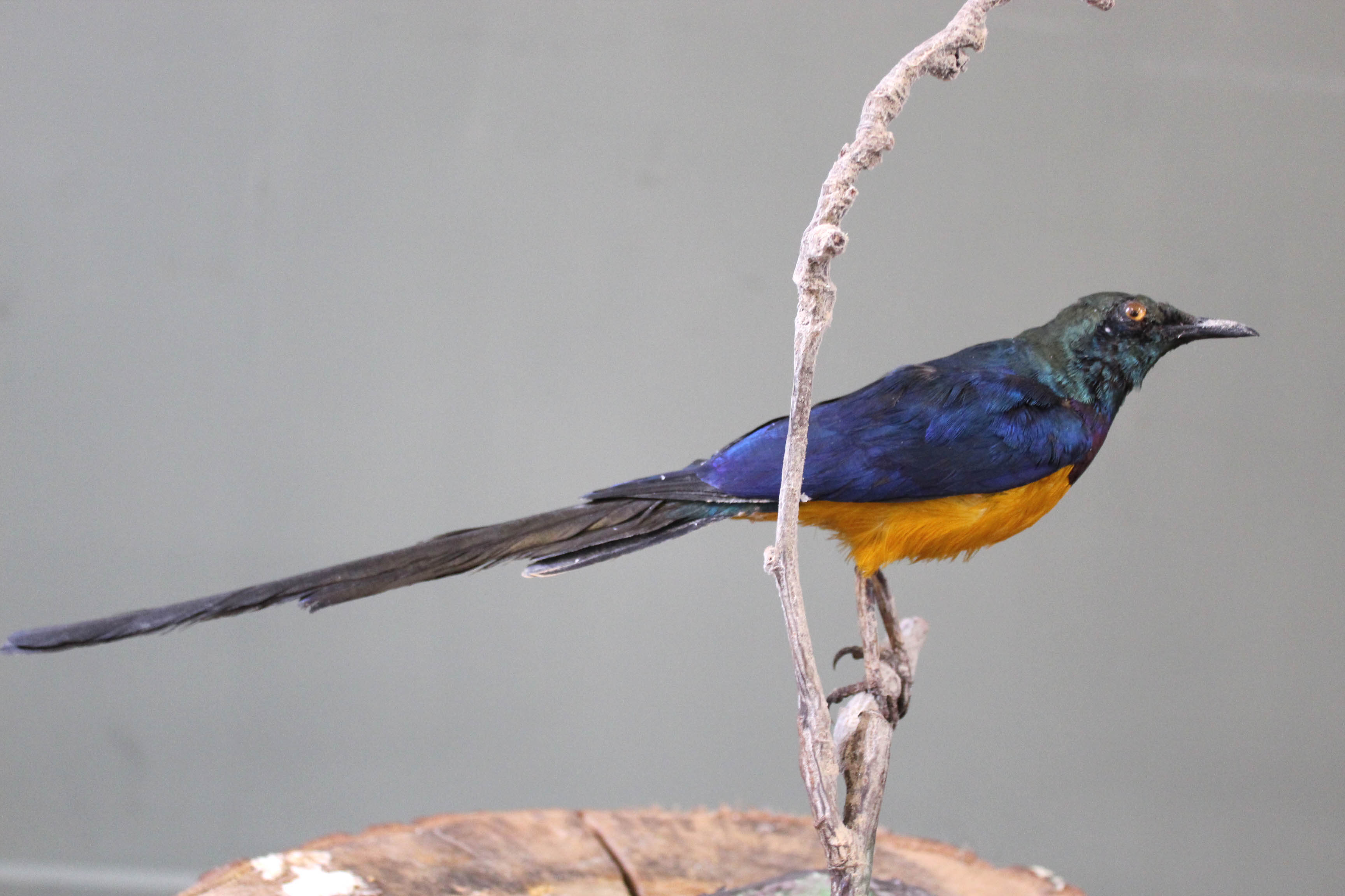 A Glossy Starling mounted on a branch - Image 3 of 3