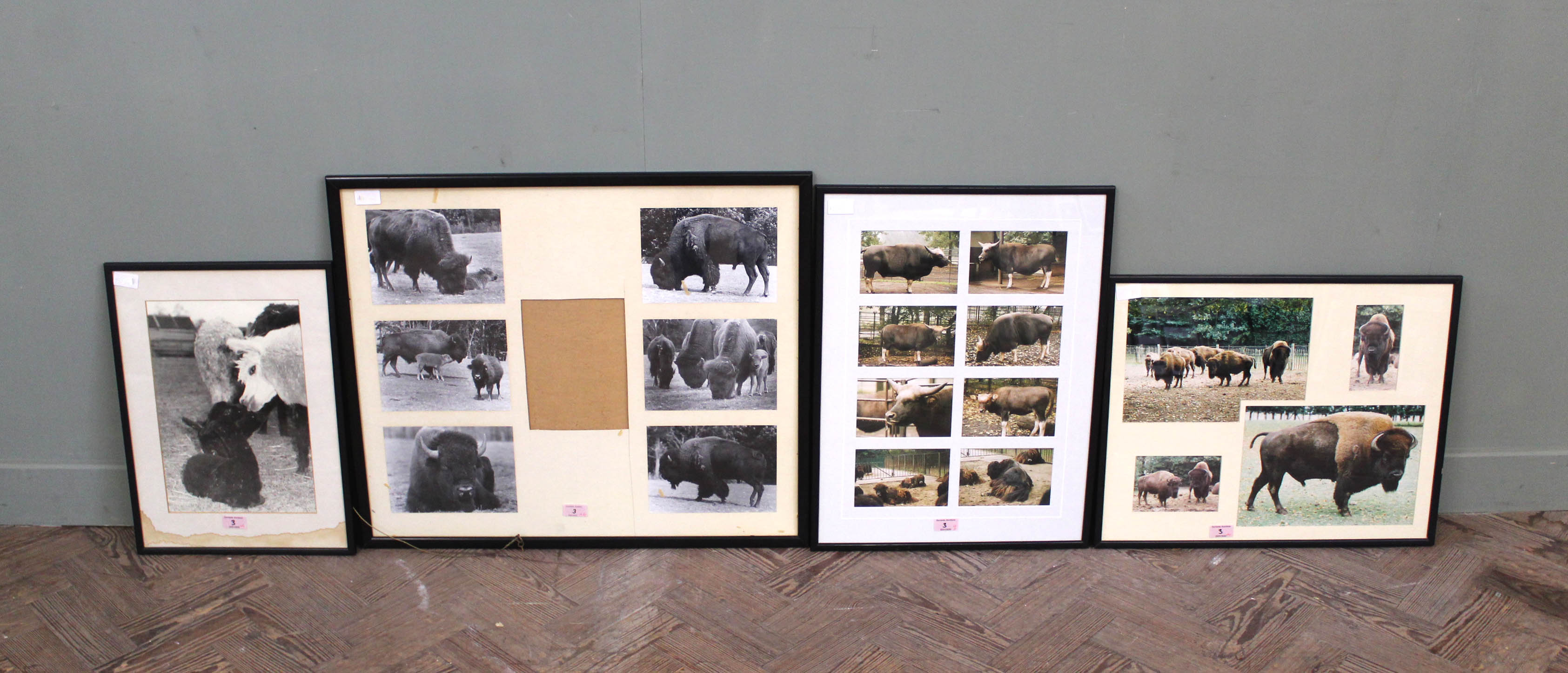 Four sets of framed photographs including, Bison,