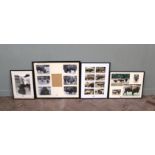 Four sets of framed photographs including, Bison,