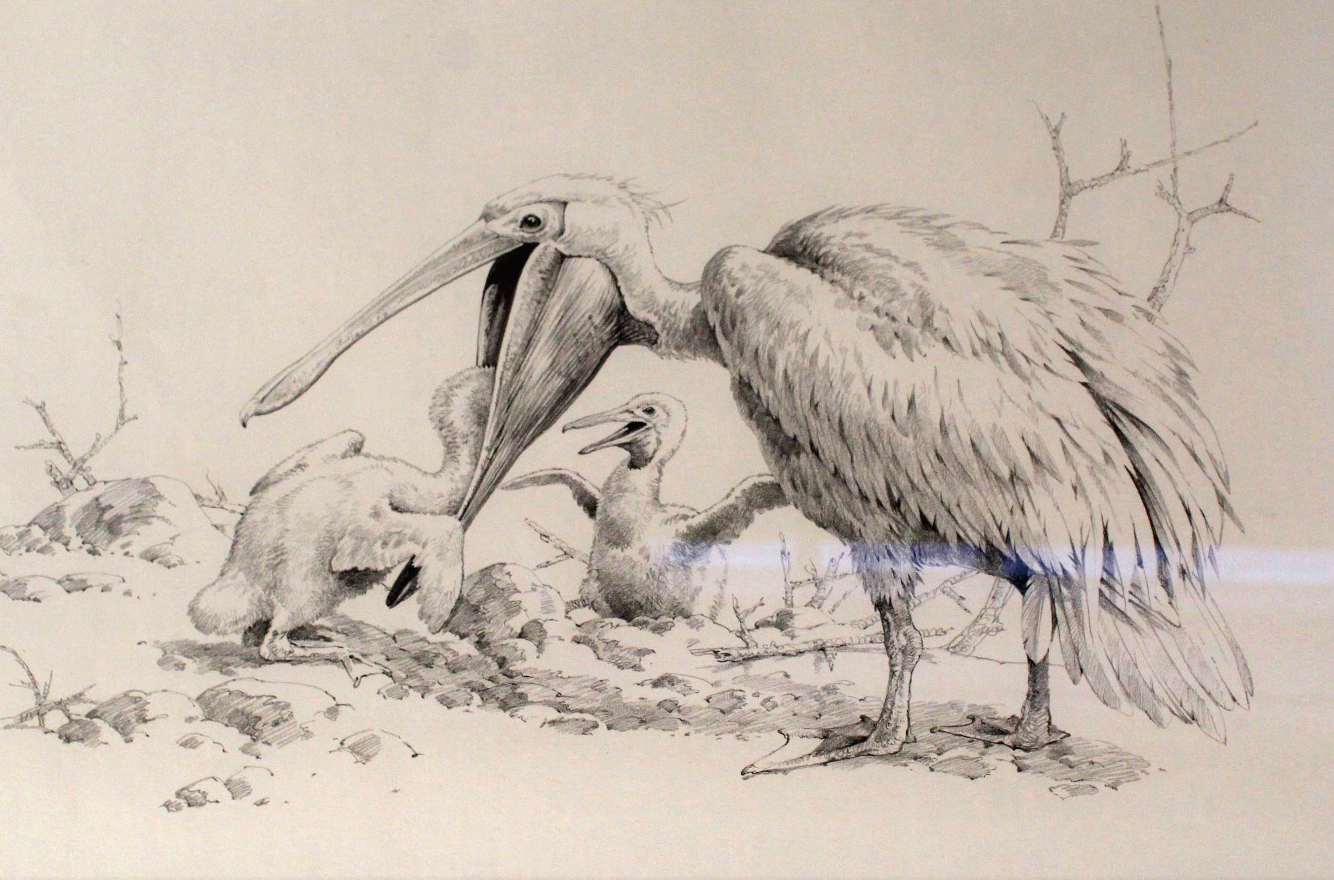 Two unsigned pencil sketches of Great White Pelicans - Image 2 of 3