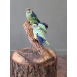 Two Barnards Parakeets mounted on a branch