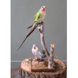 Two Parakeets mounted on a branch