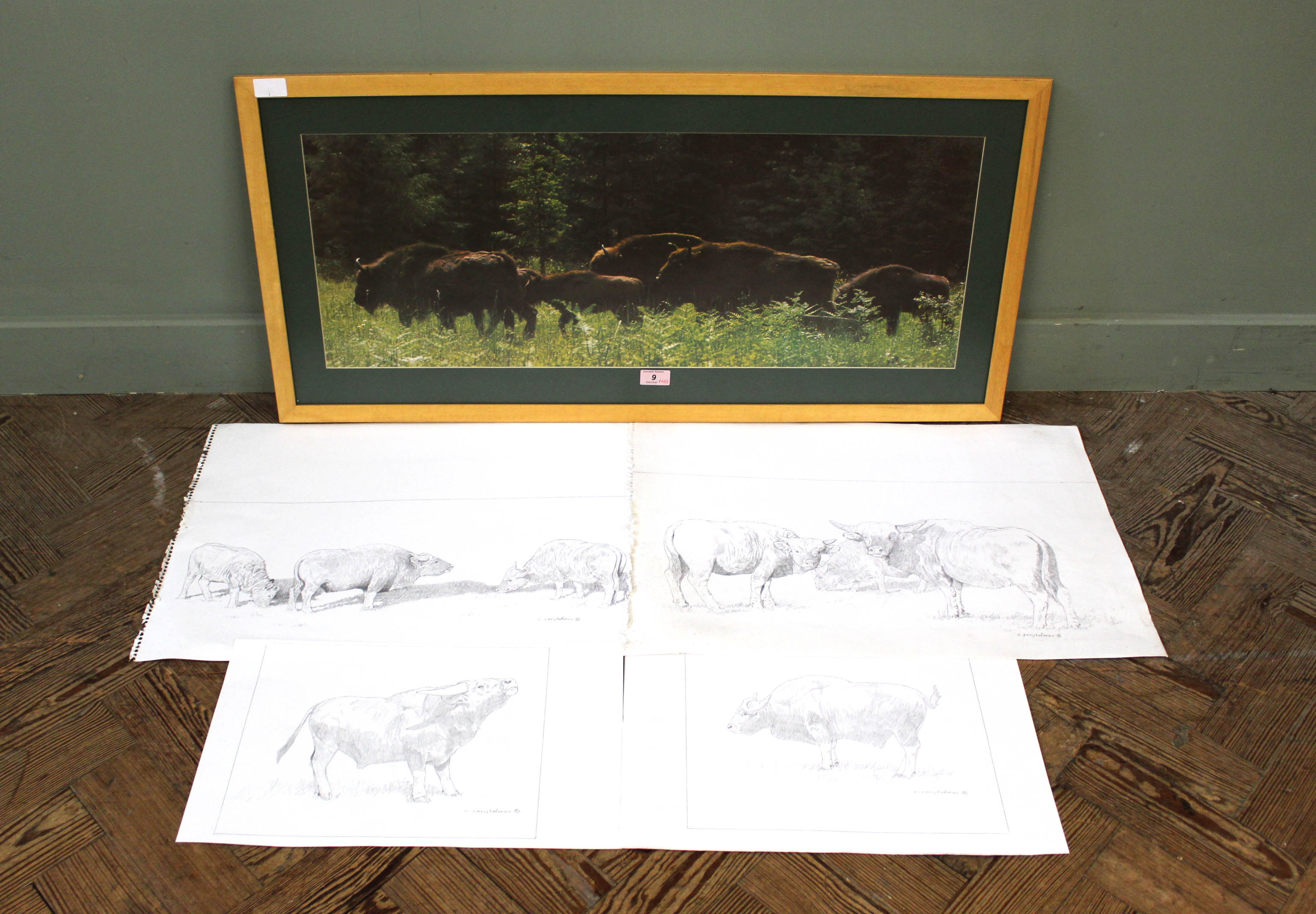 A large photograph of a group of Bison 30cm x 81cm plus four pencil sketches of Bison by Chris