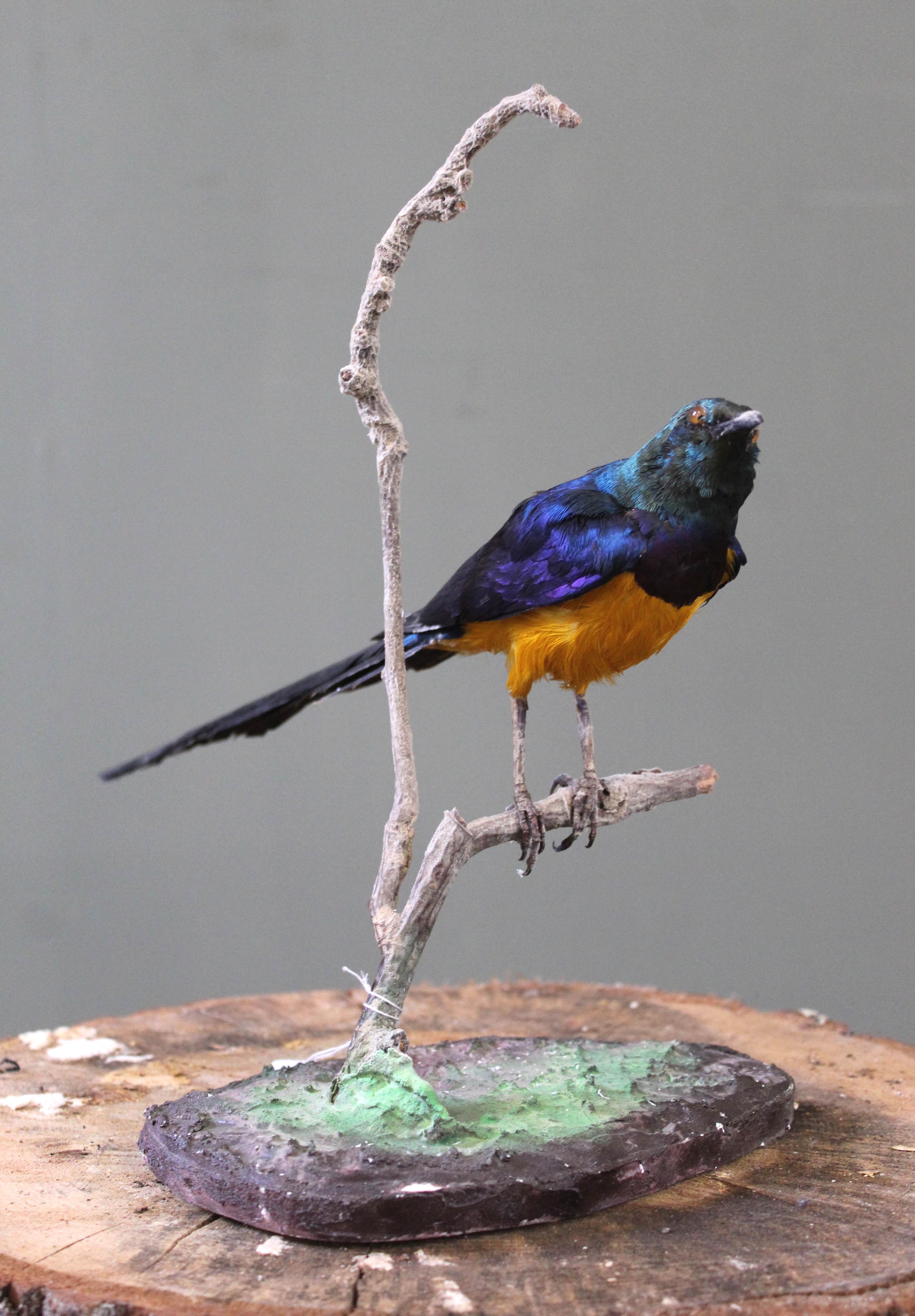 A Glossy Starling mounted on a branch