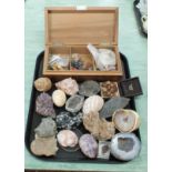 A tray of assorted fossils and rocks