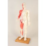A resin anatomical man with acupuncture points to body