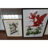 A framed print of Scarlet Ibises of Trinidad and a framed print of a Brown Pelican