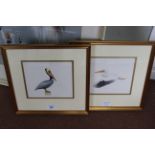 Trevor Boyer (1948-) two framed acrylics of two types of Pelican, signed "T.