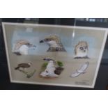 A framed watercolour of various studies of a Philippine Monkey Eating Eagle by Richard Robjent 1982,