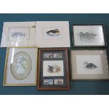 A collection of framed ornithological themed prints and hand coloured etchings together with