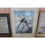 Philip Rickman (1891-1982), framed watercolour of a pair of Golden Breasted Starlings, 1972,