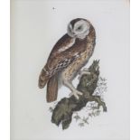 Single volume "Plates to Selby's Illustrations of British Ornithology", published Archibald,