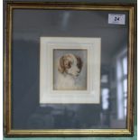 William Woodhouse (1857-1939) A watercolour of the head of a spaniel by William Woodhouse,