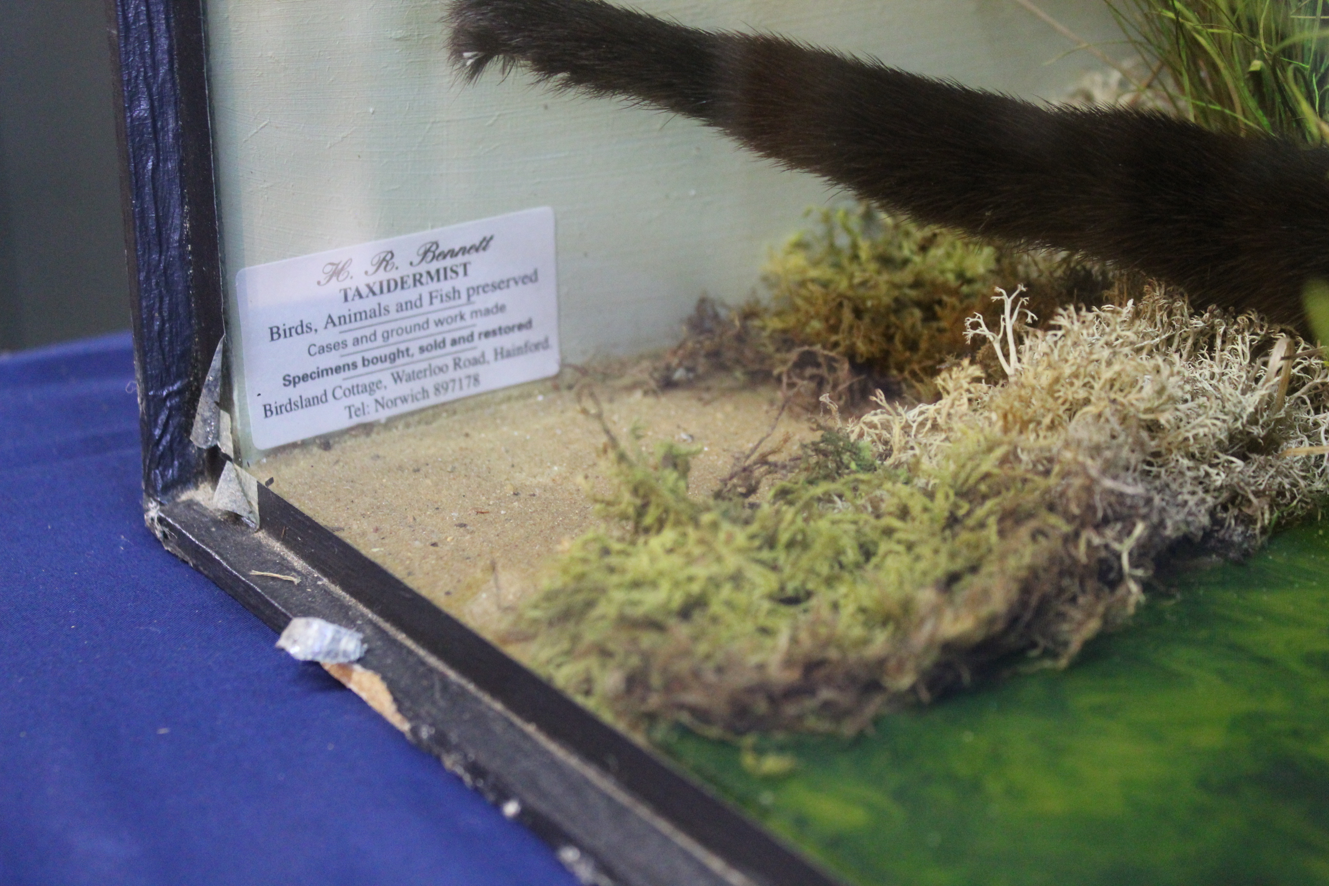 A cased taxidermy otter mounted within naturalistic setting with trade label for H R Bennett, - Image 4 of 5