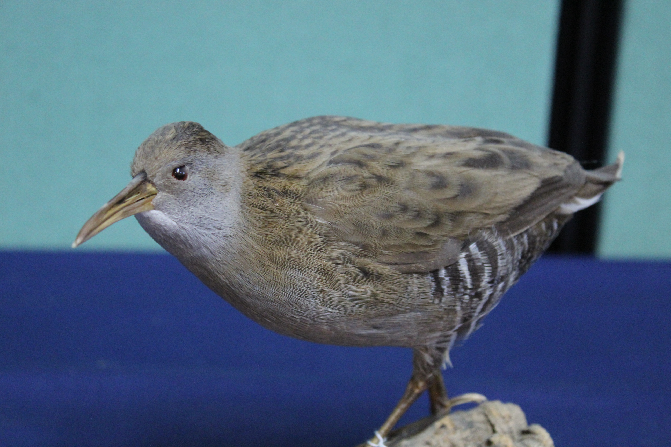 A taxidermy Water Rail mounted on wooden plinth and rustic base - Image 2 of 3