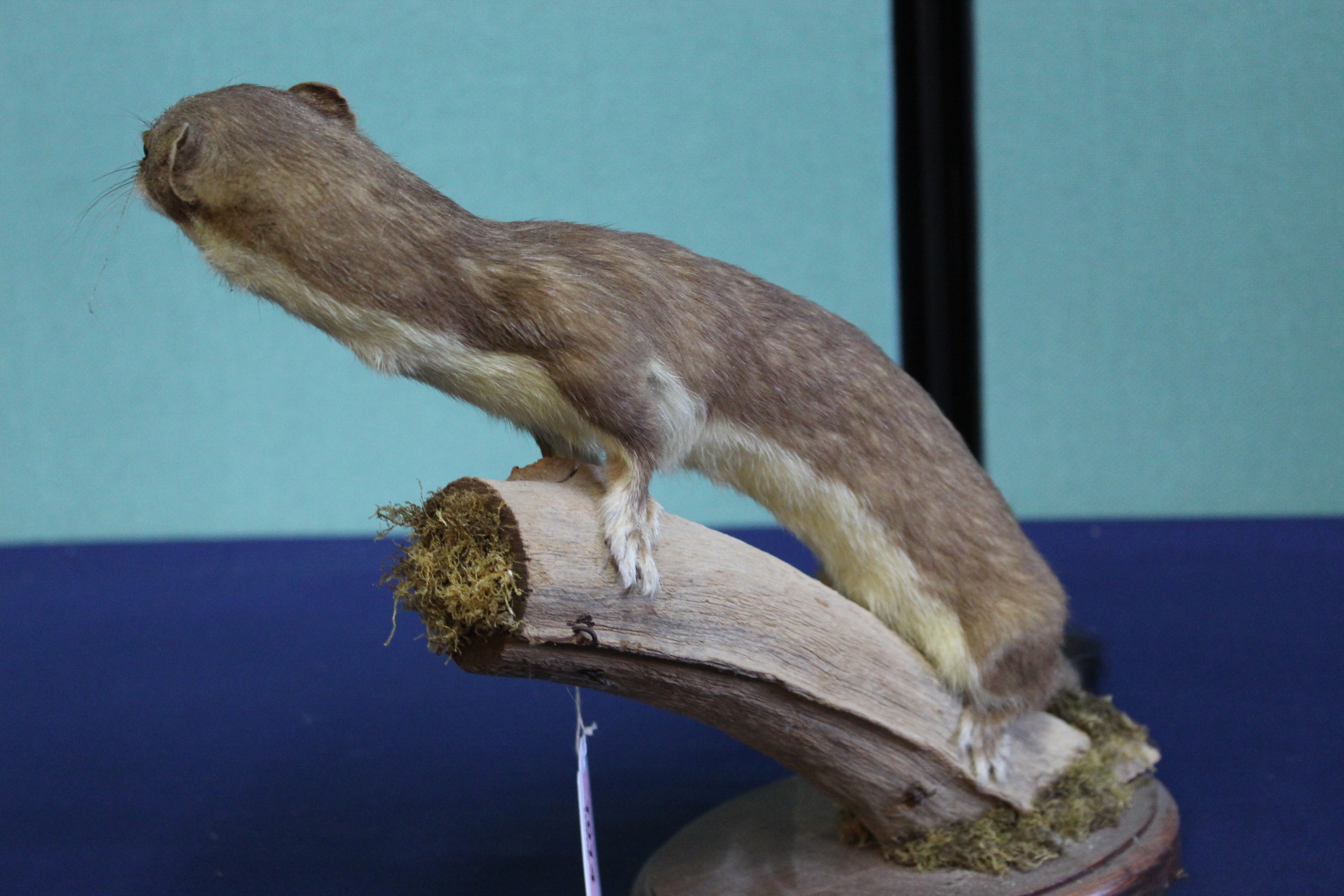 A taxidermy stoat mounted on its naturalistic branch setting - Image 3 of 3