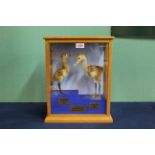A taxidermy White-Naped crane chick with a Sarus crane chick in oak case with plaques dated 1972