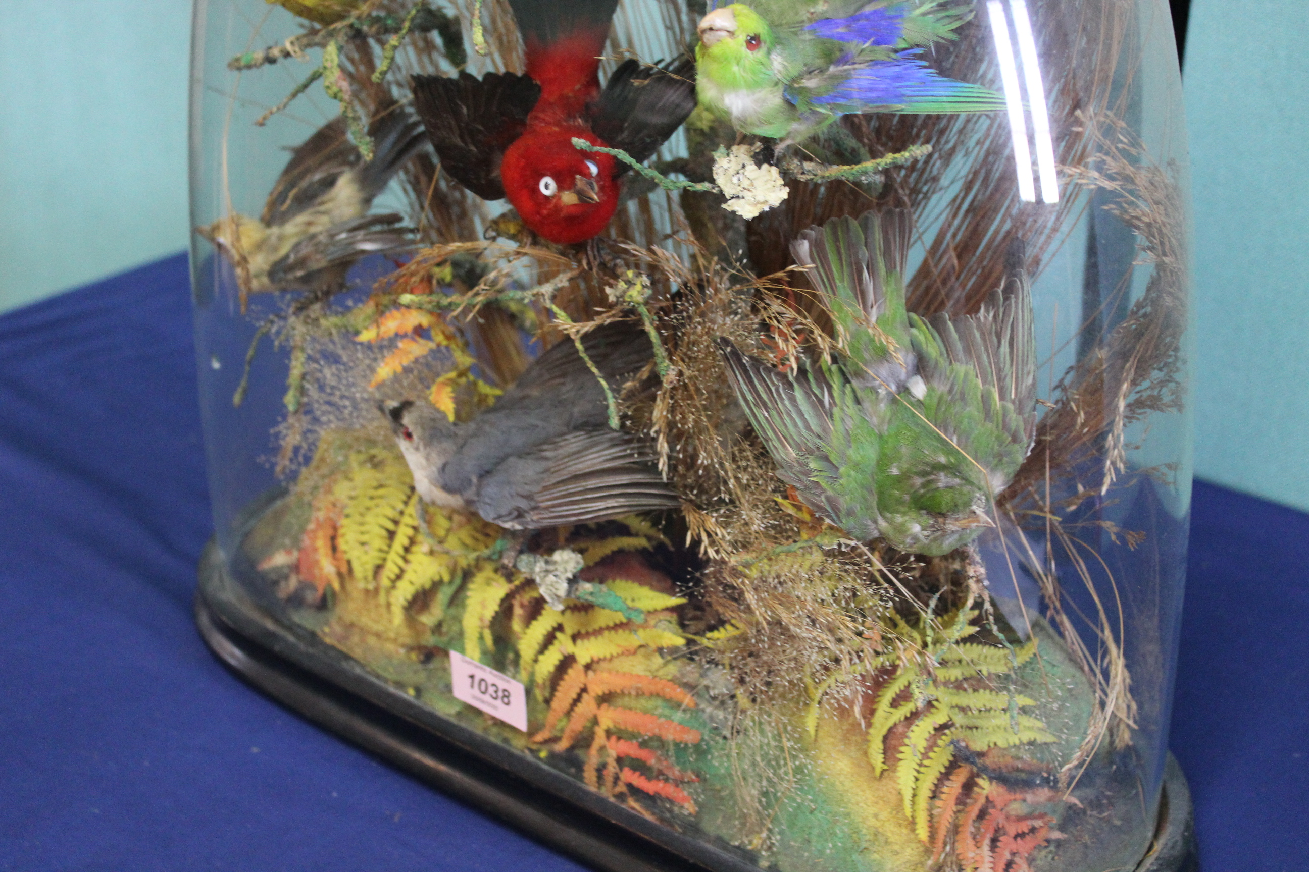 A Victorian taxidermy display of ten exotic birds within a naturalistic setting, - Image 5 of 5