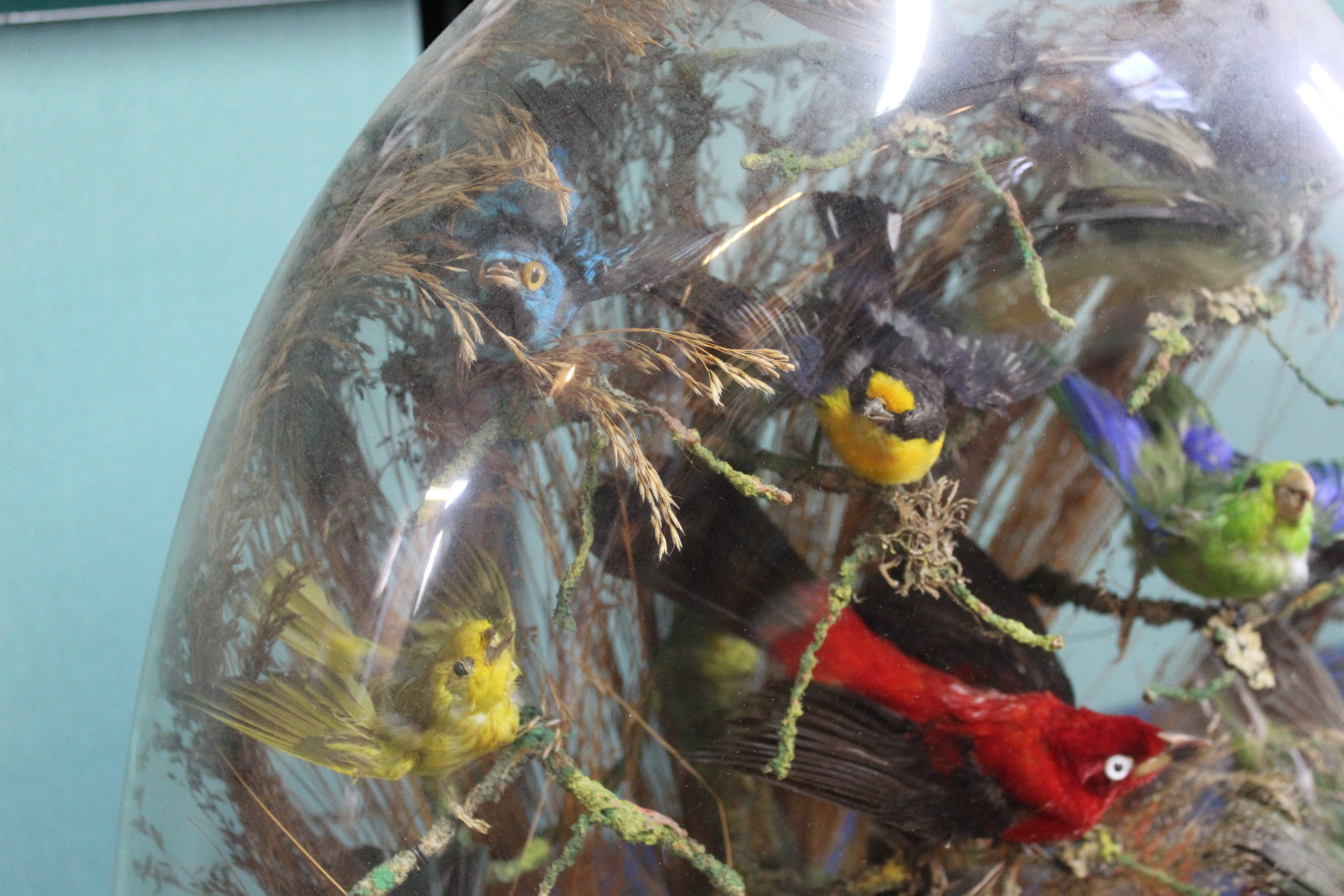 A Victorian taxidermy display of ten exotic birds within a naturalistic setting, - Image 2 of 5