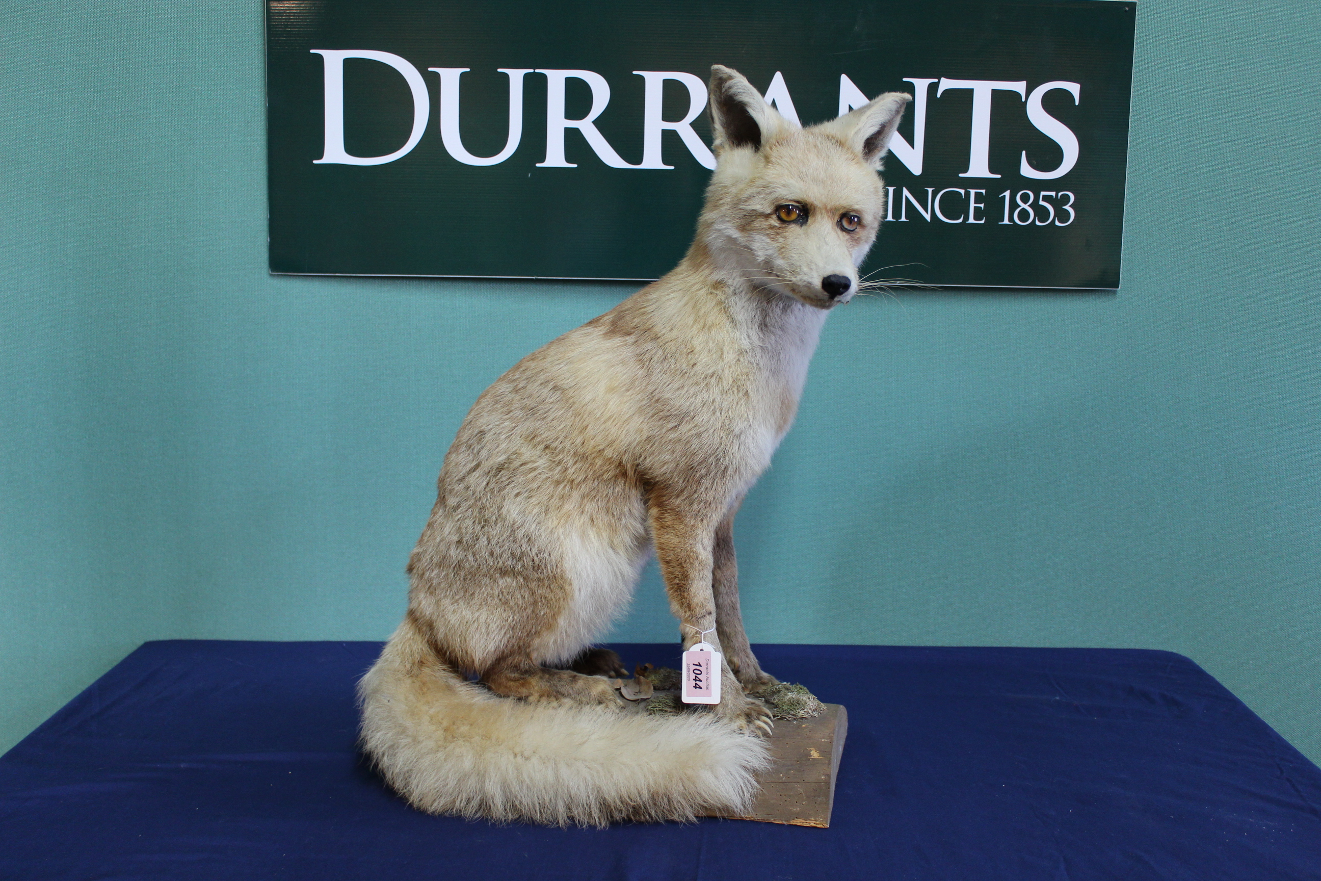 A taxidermy fox mounted in seated position (N.B.