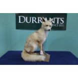 A taxidermy fox mounted in seated position (N.B.