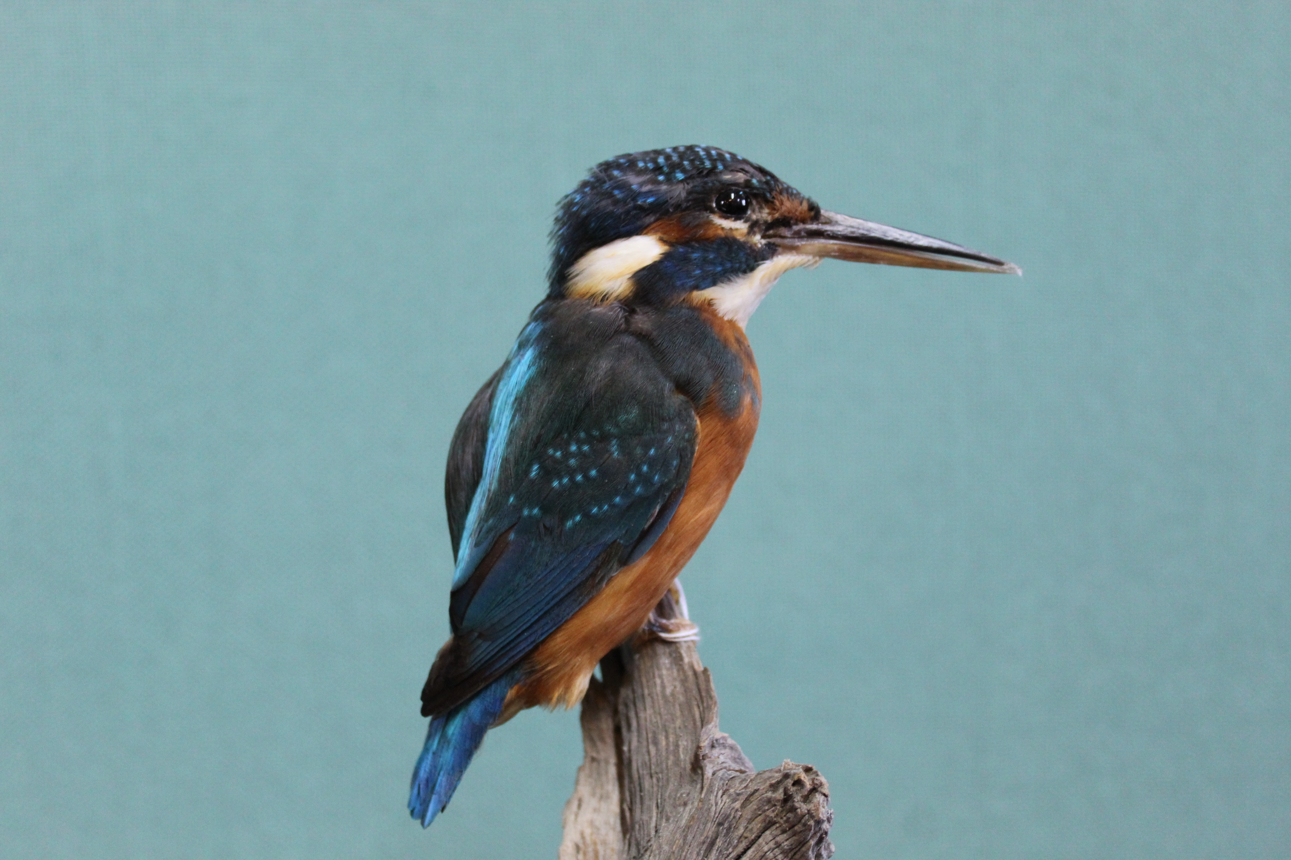A taxidermy Kingfisher mounted on a naturalistic branch - Image 2 of 3