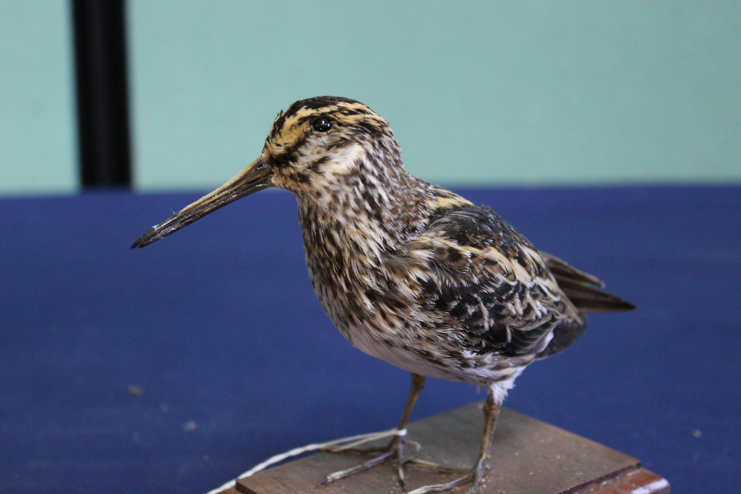 A taxidermy Jack Snipe mounted on its plinth - Image 2 of 3