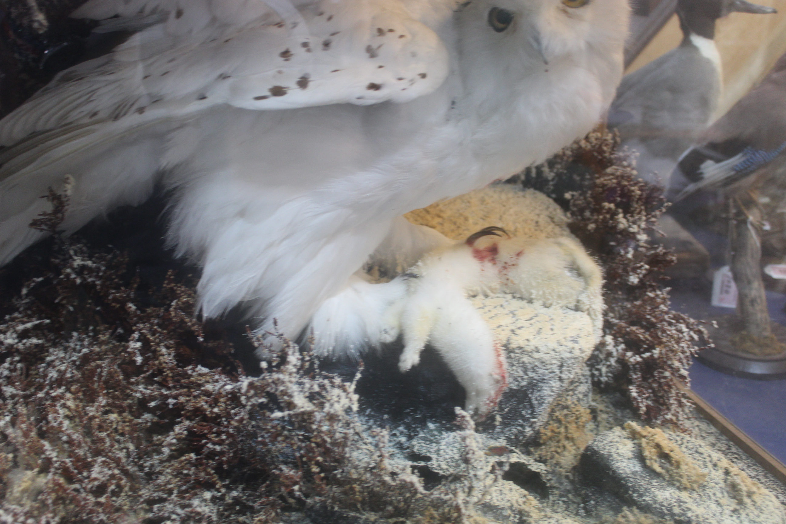 A taxidermy Snowy owl (Nyctea Scandiaca) cased within naturalistic setting with its prey, - Image 3 of 7