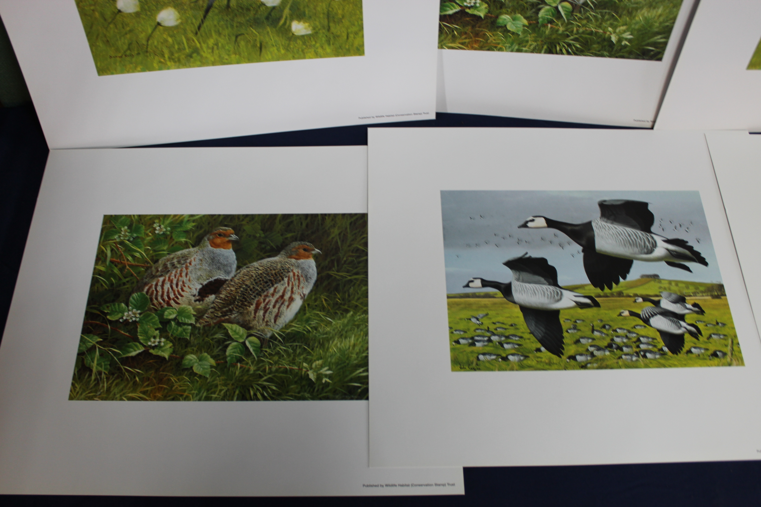 Six wildlife Habitat Trust limited edition prints - Bild 2 aus 3