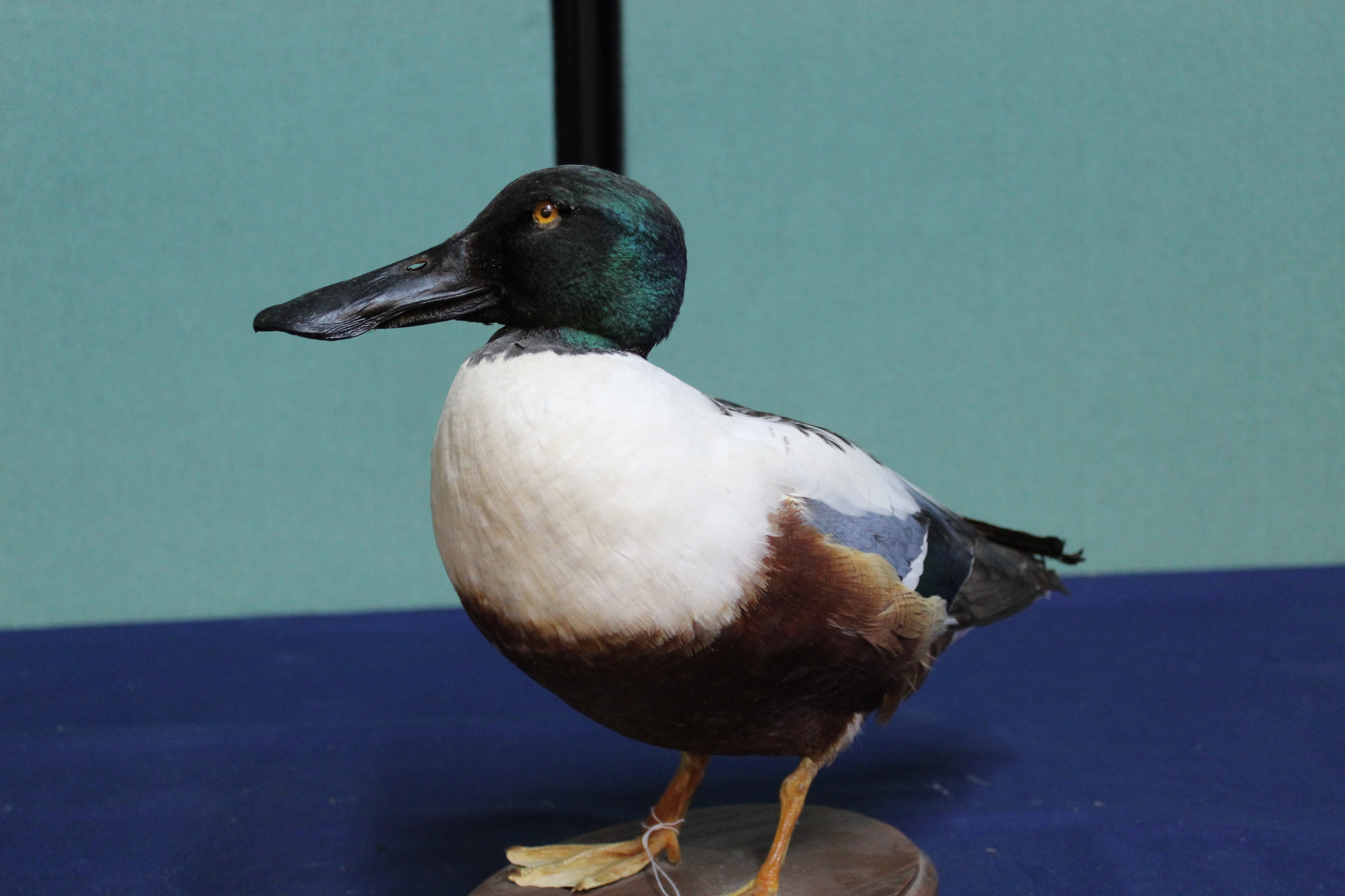 A taxidermy Shoveler (male) duck mounted on its wooden base - Image 2 of 3