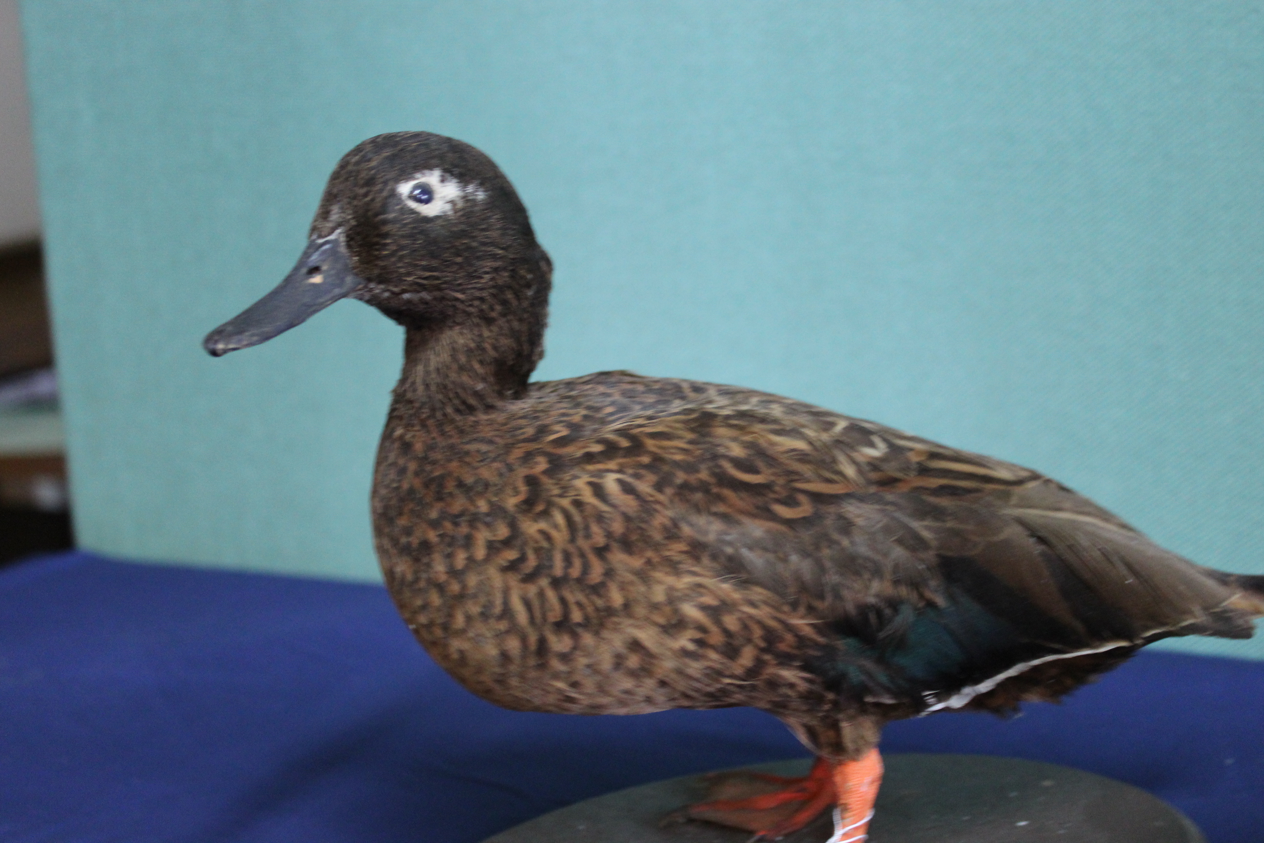 A taxidermy 'Lazen Teal' duck mounted on wooden plinth with a glossy starling also mounted on base - Image 2 of 3