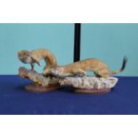 Two taxidermy weasels,
