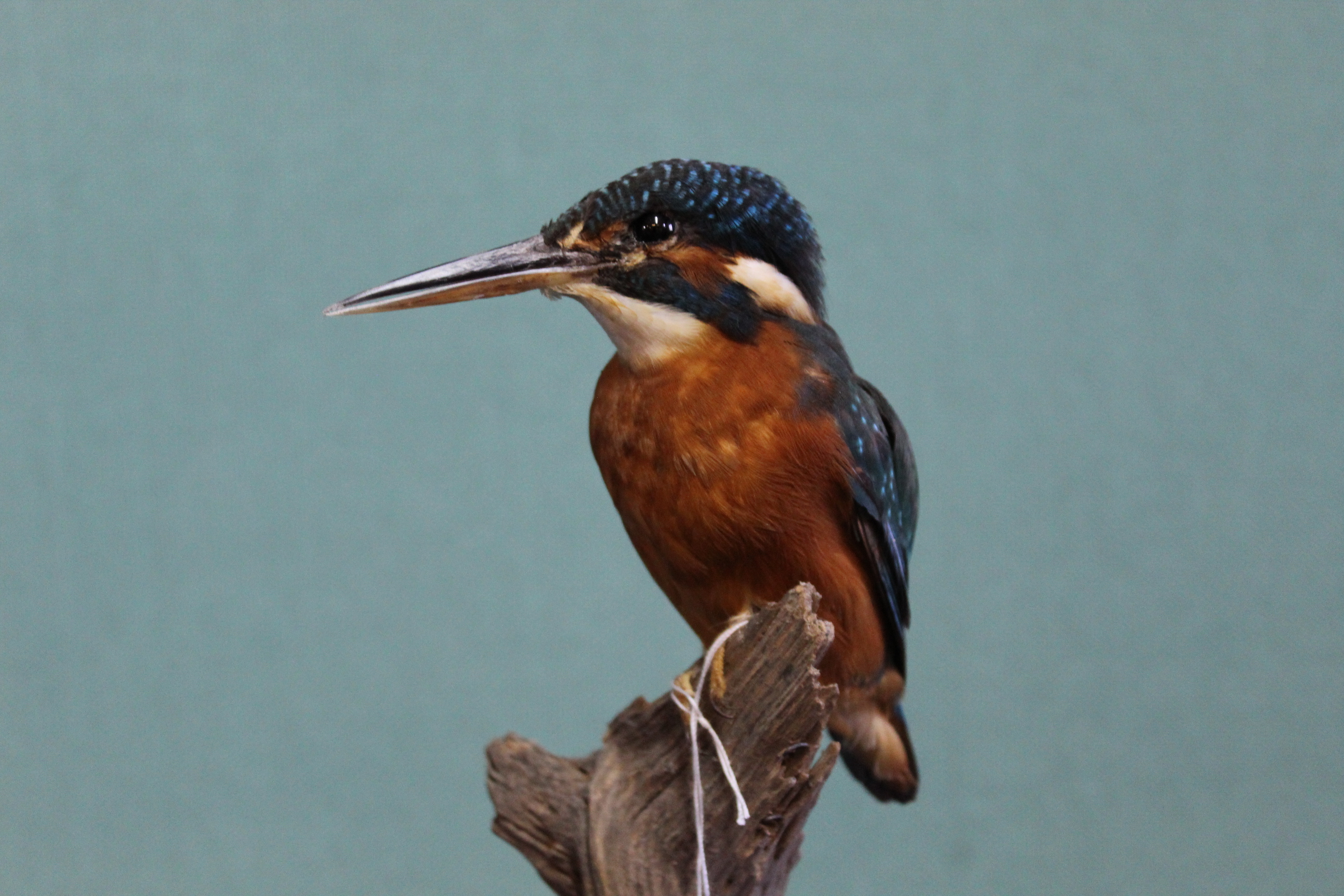 A taxidermy Kingfisher mounted on a naturalistic branch - Image 3 of 3