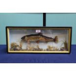 A cased taxidermy brown trout within naturalistic setting,