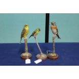 A taxidermy Yellow Hammer with a brambling and a Siskin,