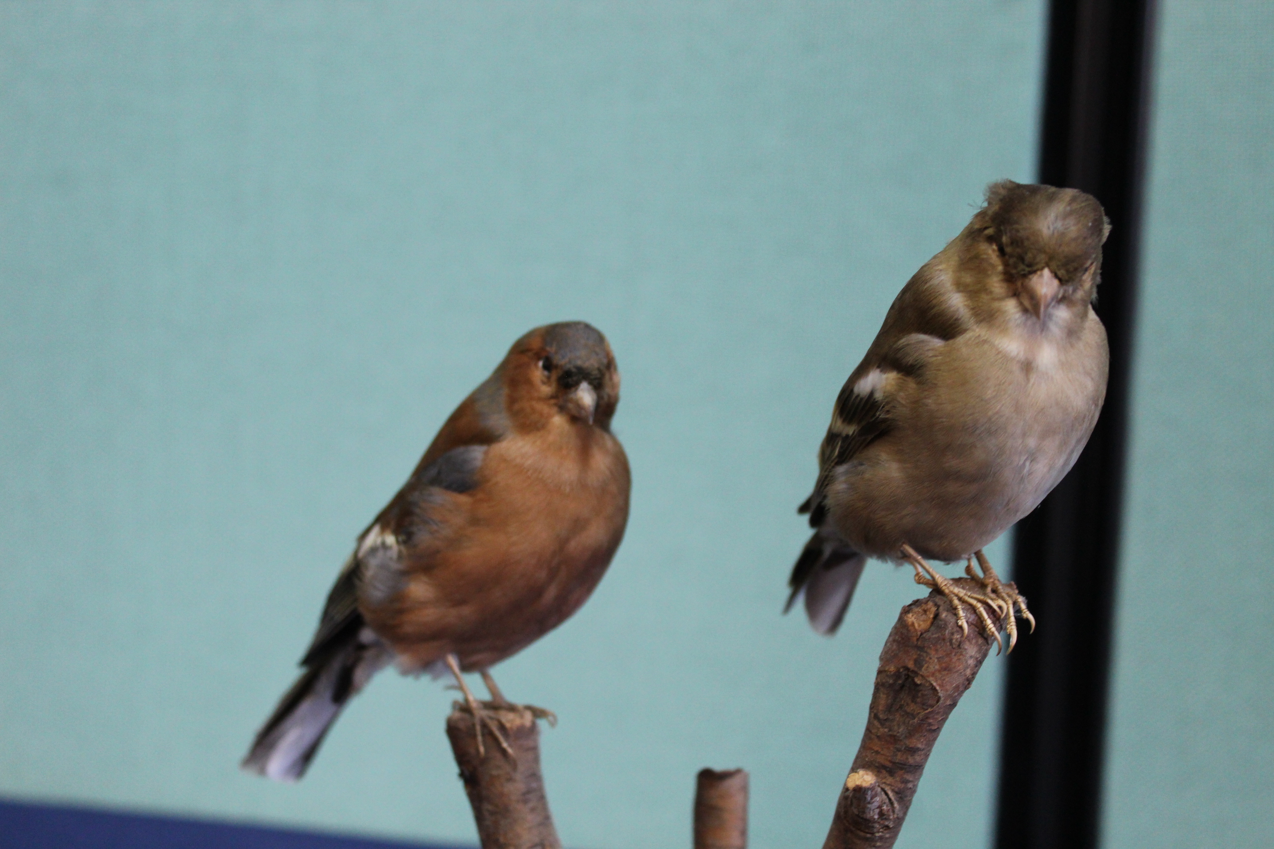 A taxidermy male and female Chaffinch, - Image 2 of 3