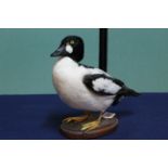 A taxidermy Golden Eye duck mounted on its wooden base