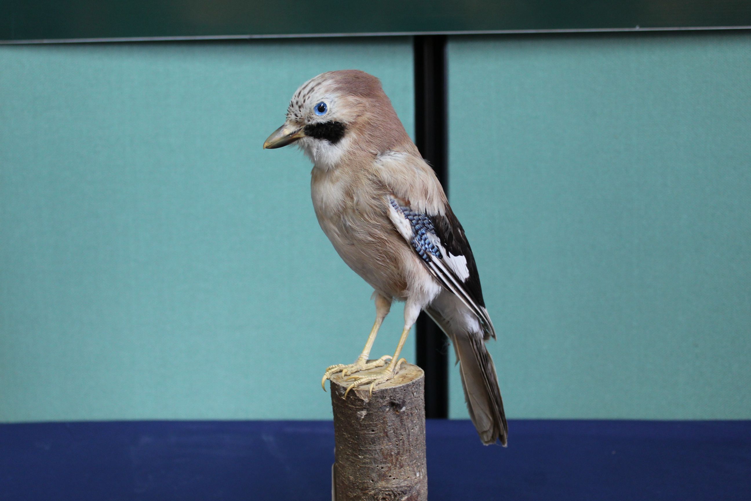 A taxidermy jay mounted on a wooden base and plinth - Image 3 of 3