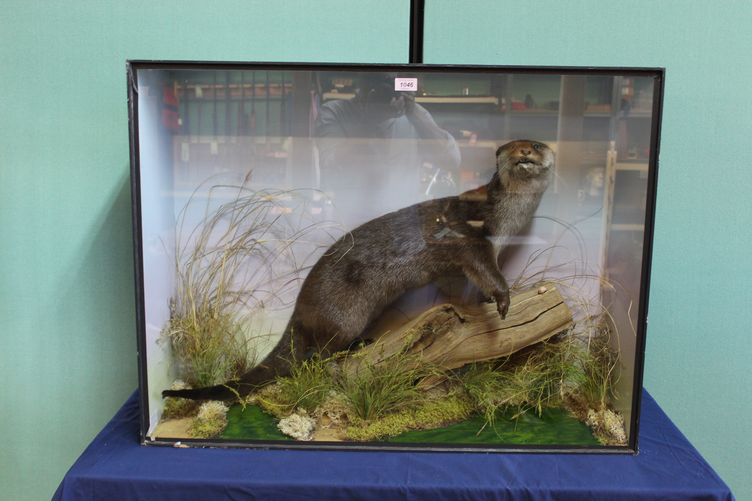 A cased taxidermy otter mounted within naturalistic setting with trade label for H R Bennett,