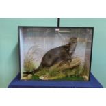 A cased taxidermy otter mounted within naturalistic setting with trade label for H R Bennett,