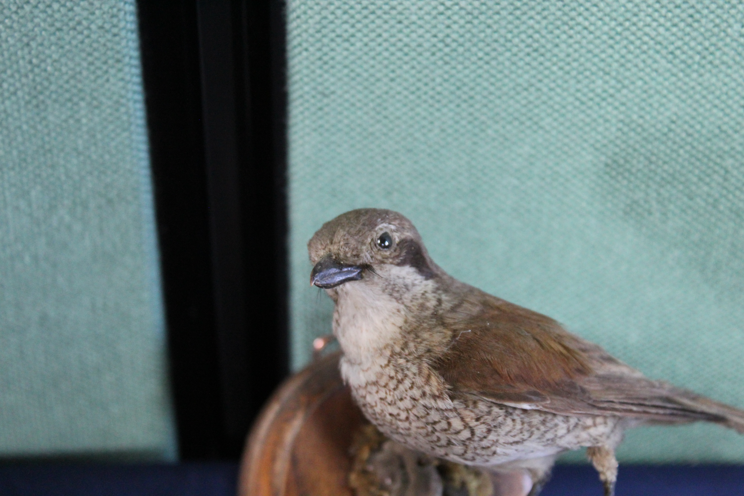 A taxidermy Nightingale mounted for wall hanging on wooden plinth - Image 2 of 3