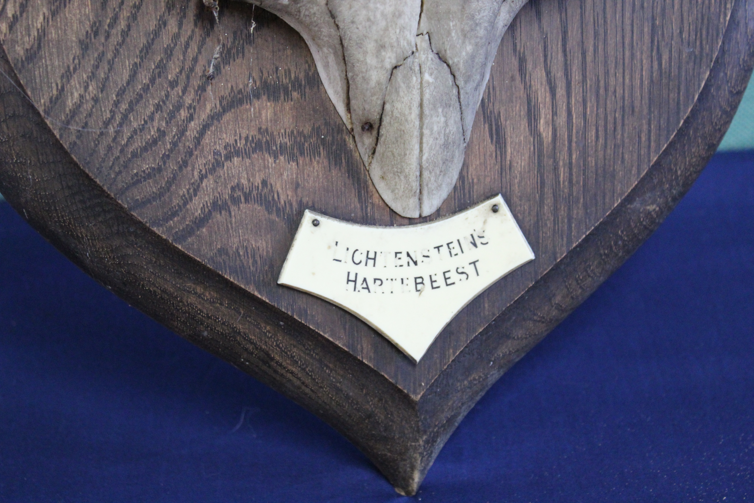 A pair of mounted antelope horns on wooden shield with plaque marked 'Lichtensteins Hartebeest', - Image 2 of 3