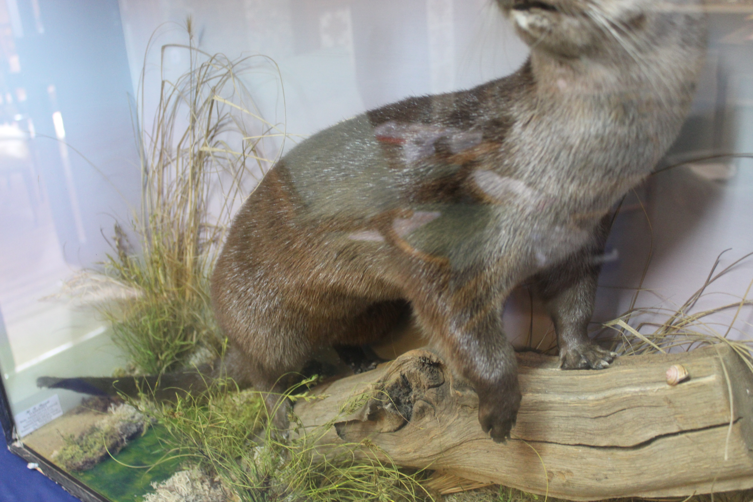 A cased taxidermy otter mounted within naturalistic setting with trade label for H R Bennett, - Image 3 of 5