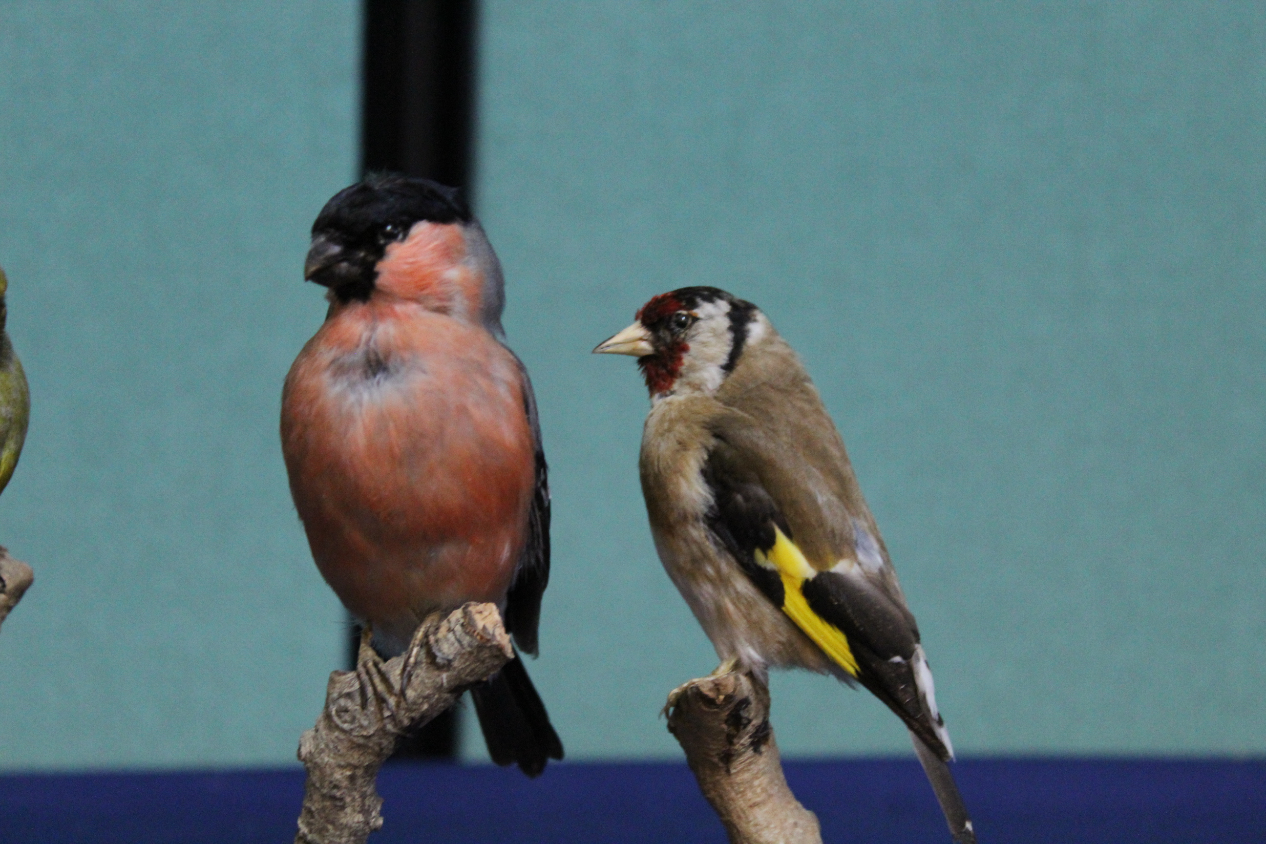 Three taxidermy finches, Goldfinch, Greenfinch and a Bullfinch, - Image 3 of 3