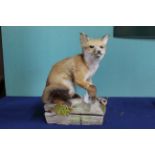 A fine taxidermy fox cub, mounted,