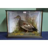 A fine modern example of a taxidermy male Gadwall duck, cased within naturalistic setting,